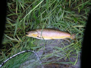 22 Inch Wild Brown Trout - Adirondack Retreats