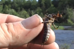 pb0-fly-hatches-adirondacks